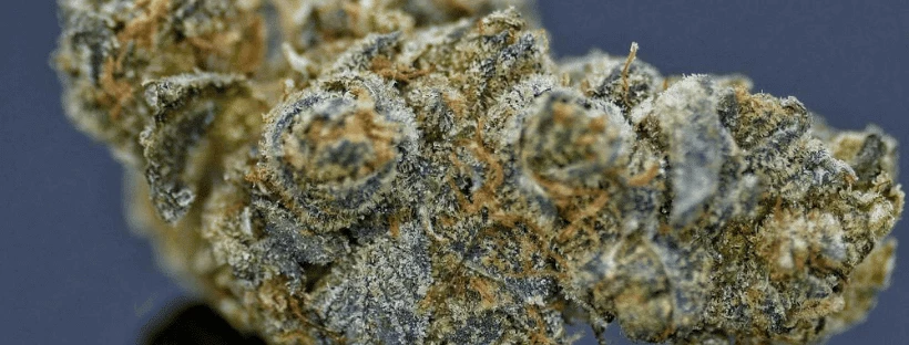 Girl Scout Cookies