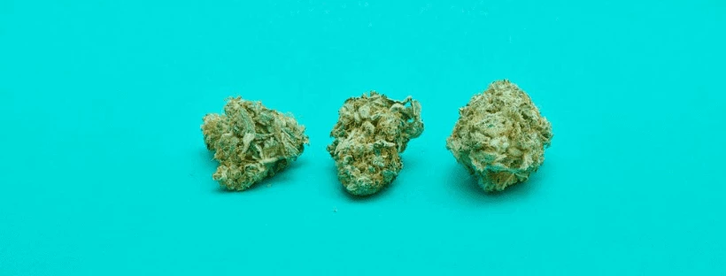 Purple Kush