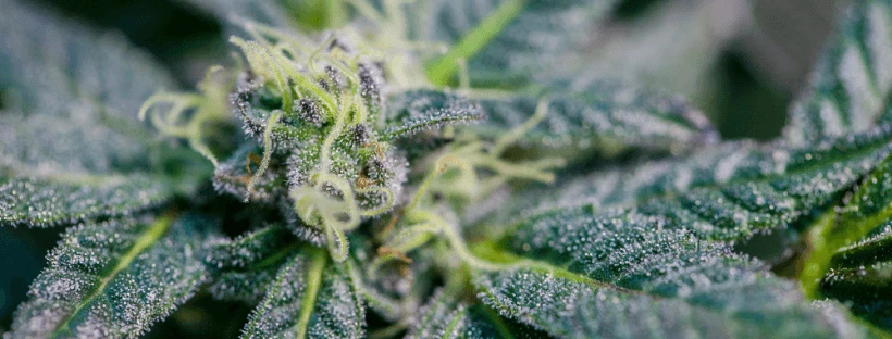 ACDC Cannabis Strain