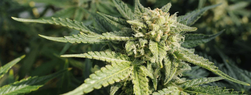 CBD Blueberry
