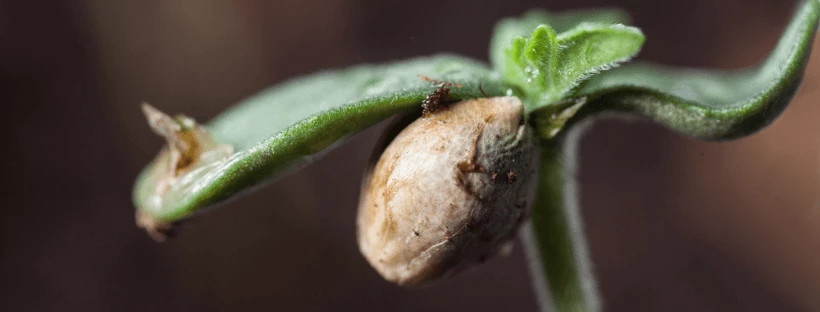 Seedling Stage