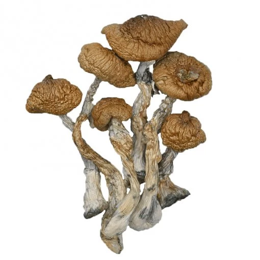 Mushrooms Blue Meanie