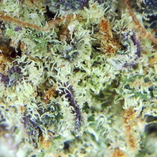 Black Diamond