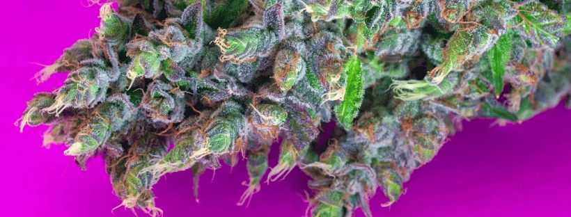 Where Is Delta-8 legal in Canada