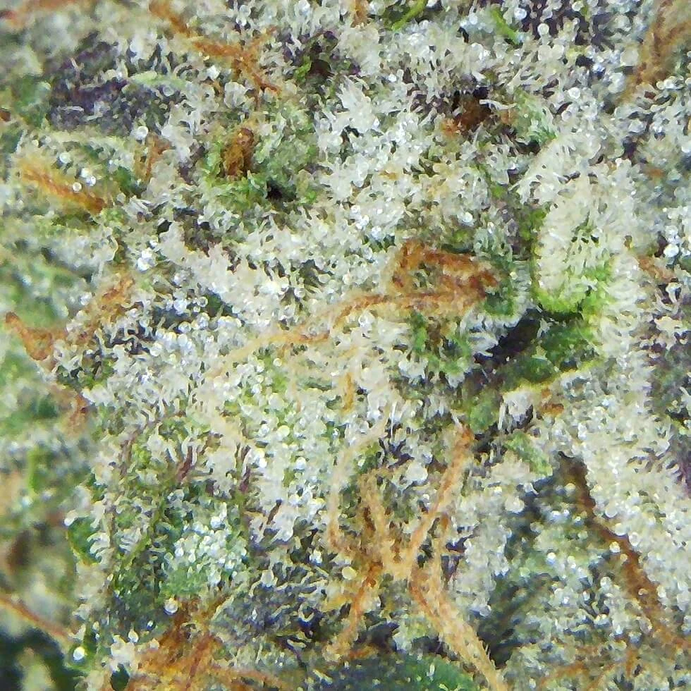 Tropic Thunder Strain