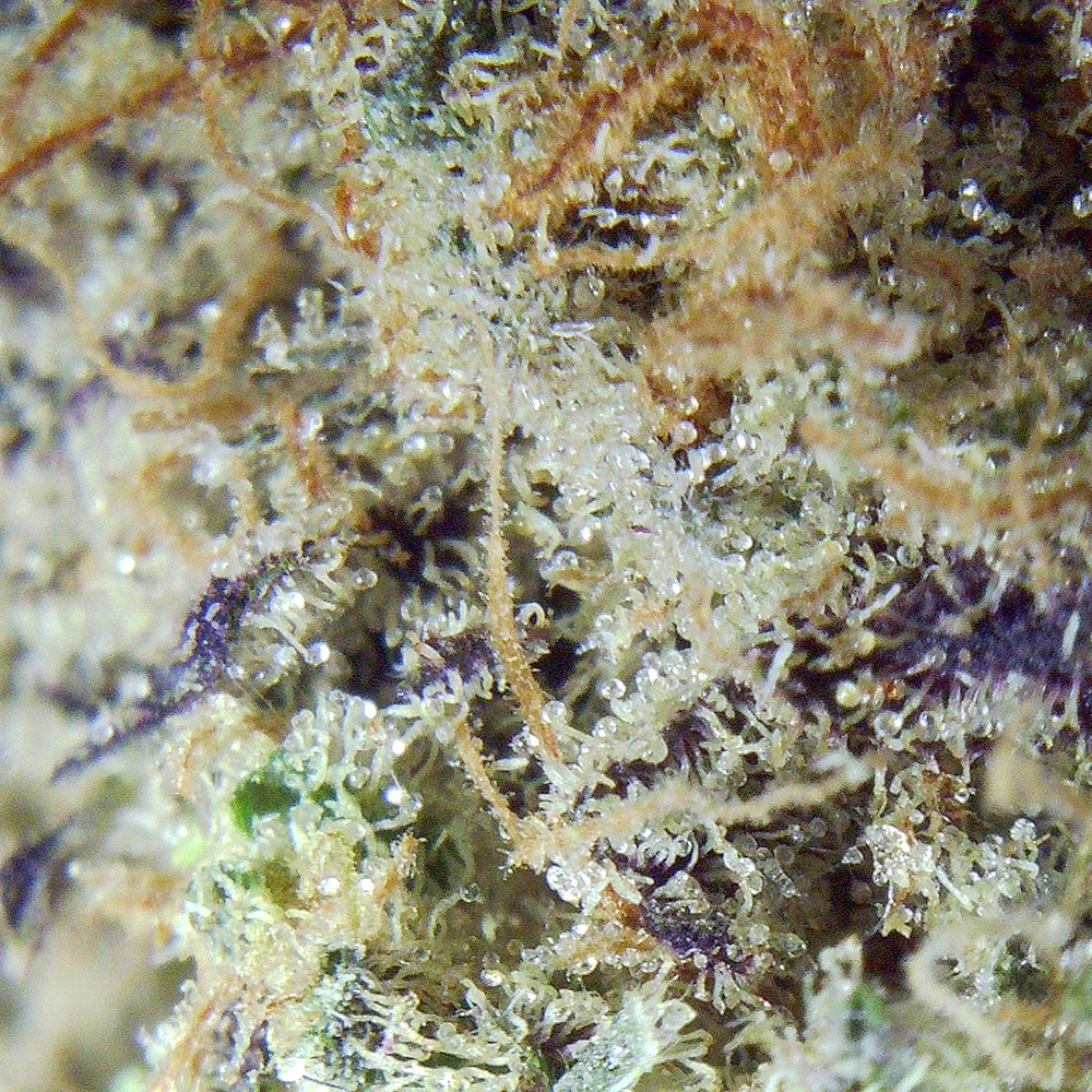 Tropic Thunder Strain