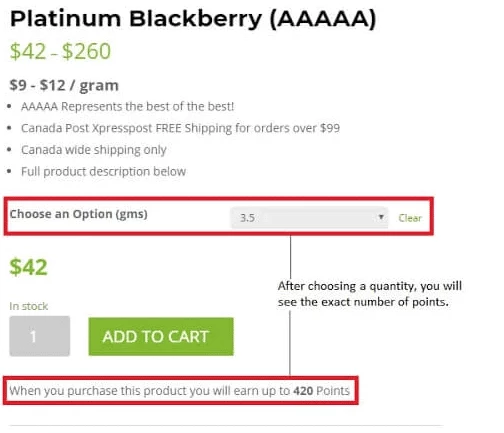 Loyalty Program