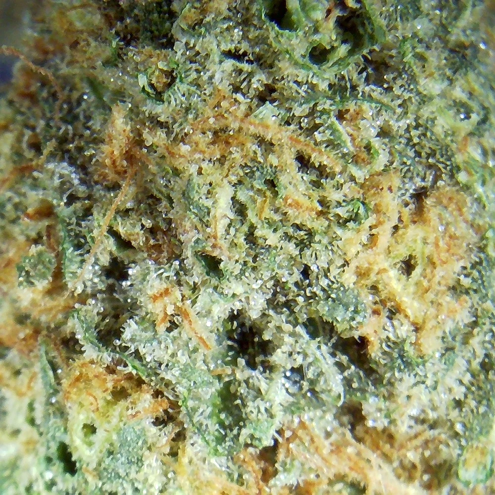 Bubble Gum Strain