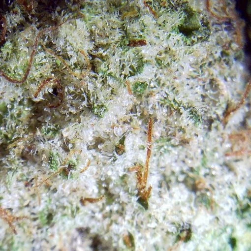 Donkey Butter