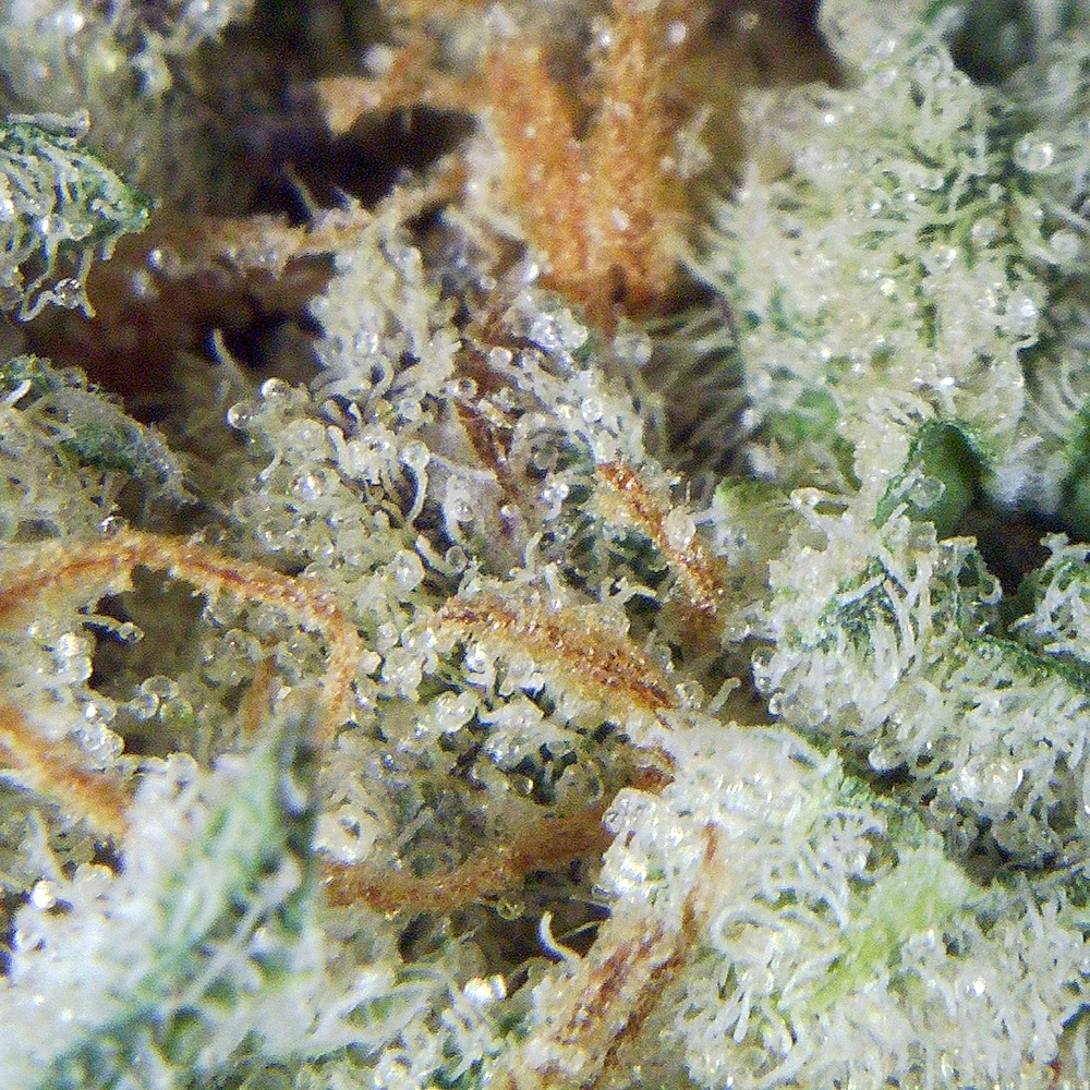 Cement Shoes Strain