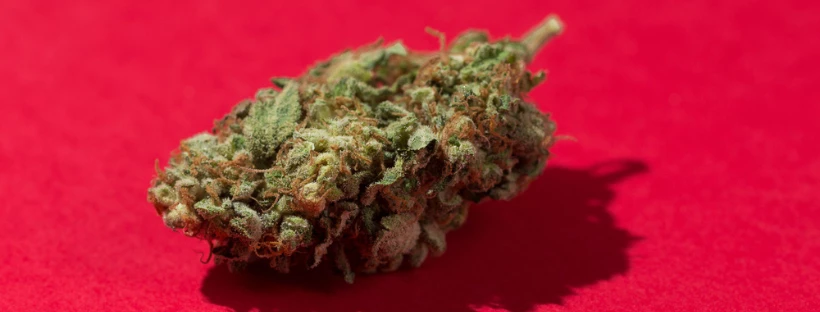 How To Use Cannabis After A Tolerance Break