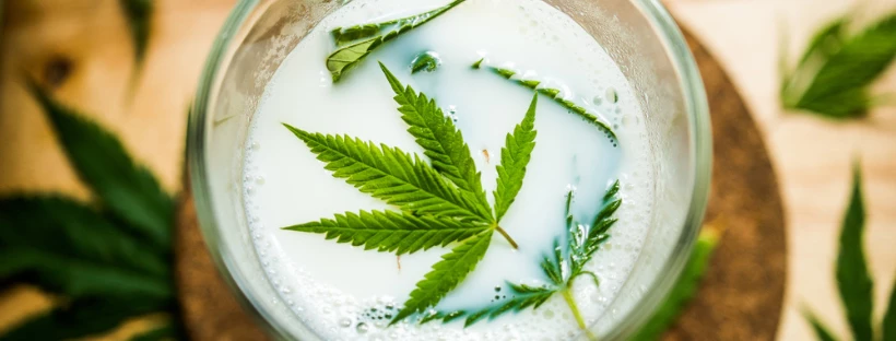 EIGHT BEST CANNABIS-INFUSED DRINKS AND HOW TO MAKE THEM 5 Cannabis Milk