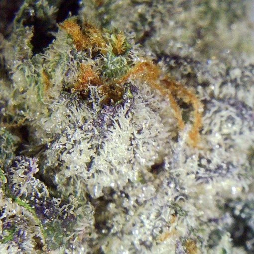 Man n Cookies Popeyes Ganja Bags Macro